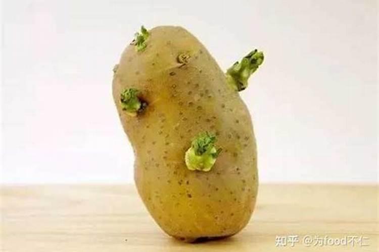菜苗黄不长是什么原因