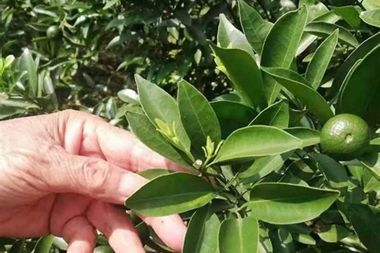 花卉叶面肥用什么好 花卉叶面肥浓度多少合适