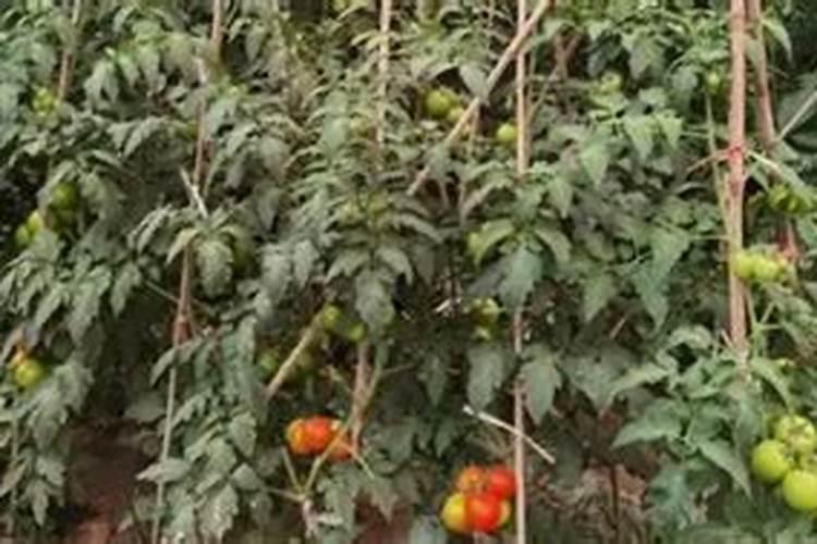西红柿的种植用什么肥料好