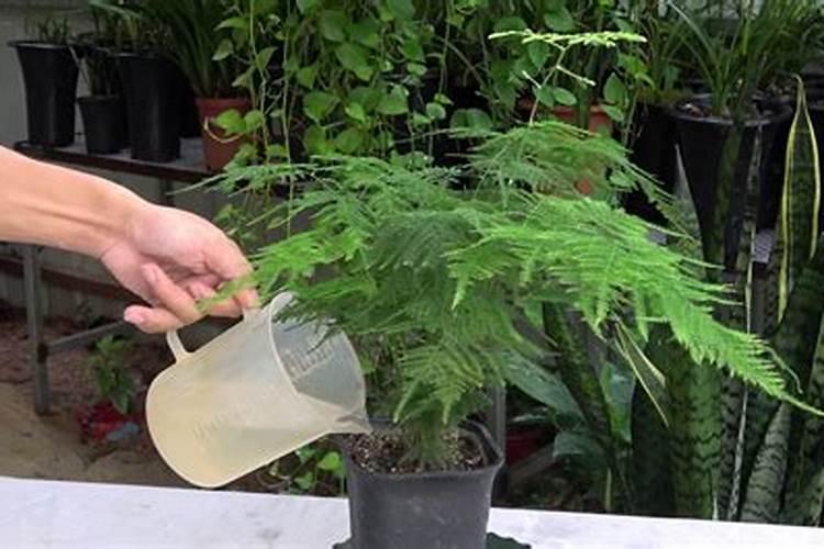 葡萄开花前怎么施肥