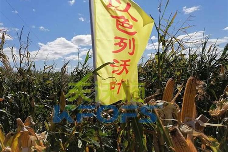 玉米如何施用硫酸锌肥料
