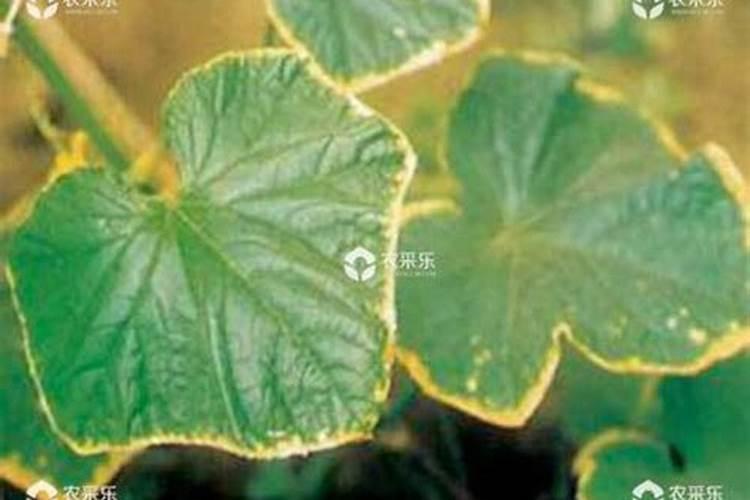 施用氮肥过多对植物有什么影响