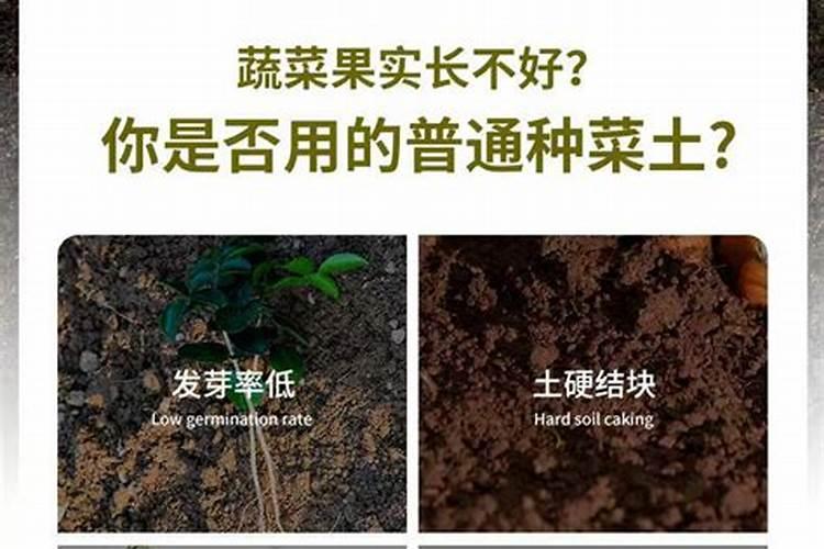院子里种菜用什么肥料