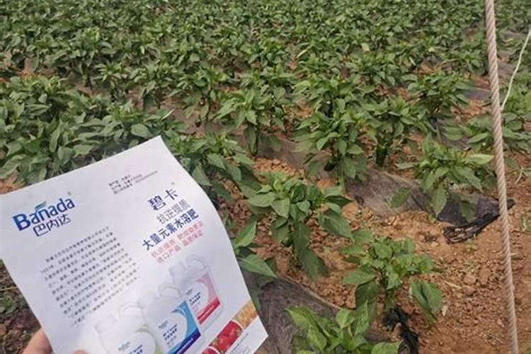辣椒用什么养护方法可以让它开花结果