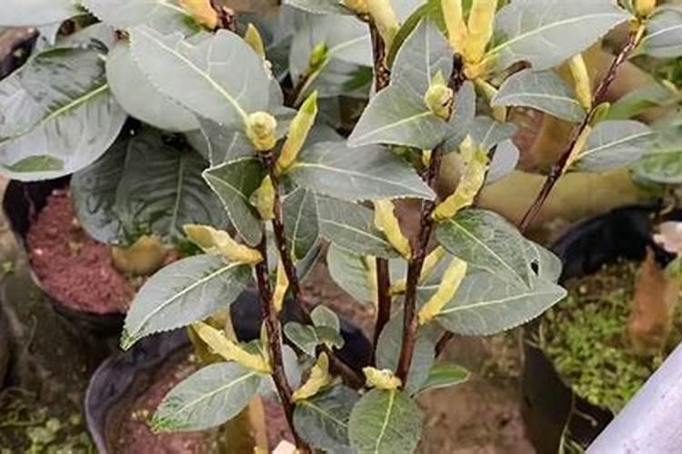 茶花长芽前如何施肥新芽更粗壮