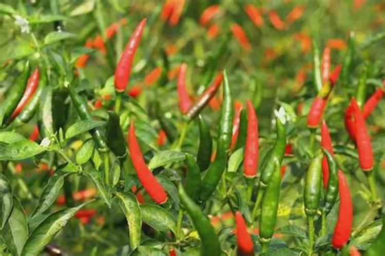 辣椒用什么肥料才能高产种辣椒用什么肥料高产