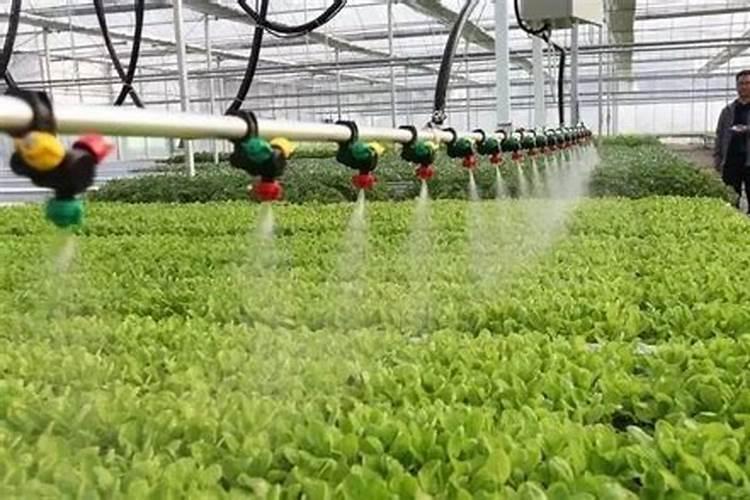 哪些植物需要钾肥