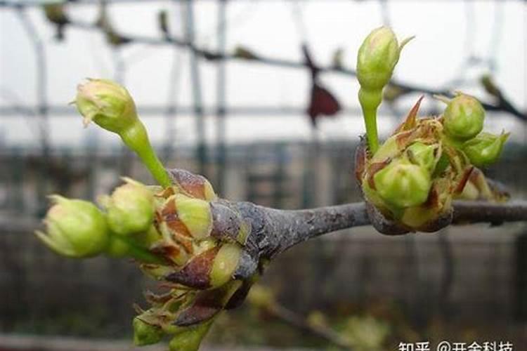 葡萄萌芽期施什么肥葡萄萌芽期施什么肥好