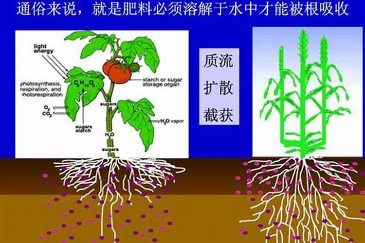农家肥的施肥方法