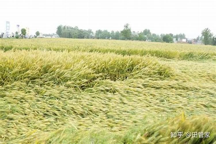 种小麦用什么肥料好