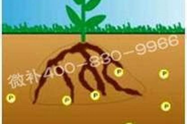 有哪些因素会影响植物吸收磷？