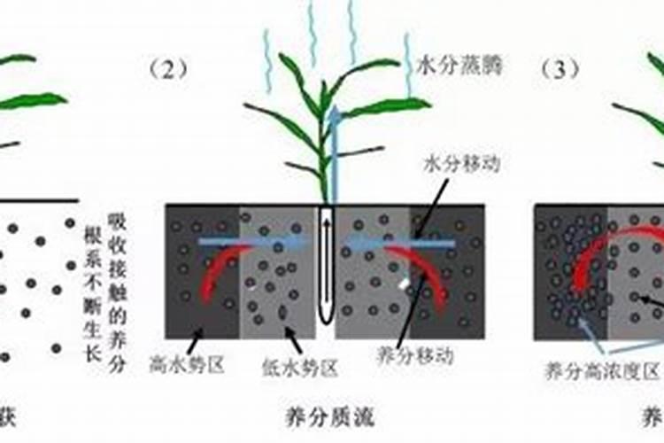 磷肥的作用及功能
