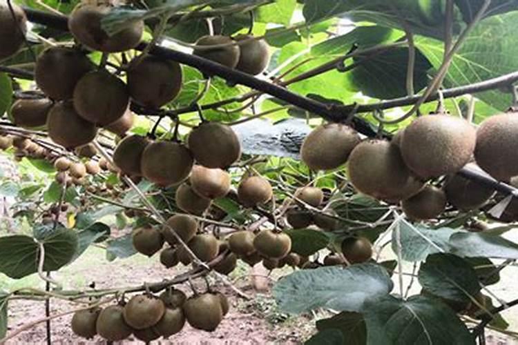 硫酸钾复合肥171717种棉花效果好吗？