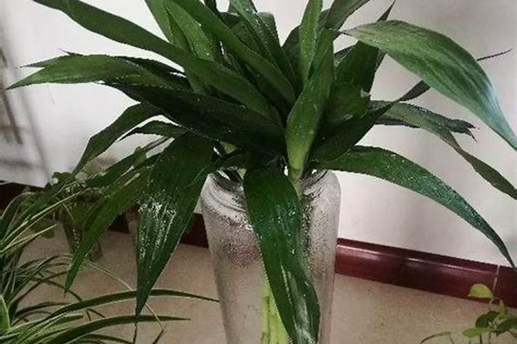 豆角施什么肥长得最好