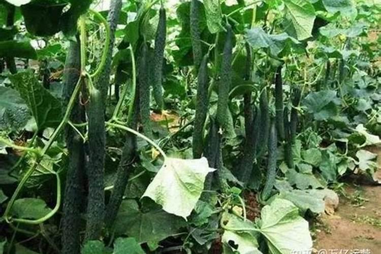 黄瓜多久施肥 黄瓜的肥料施用时机