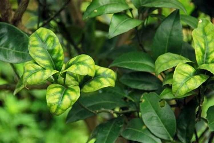 蔬菜种植缺硼有什么症状？如何正确补硼？