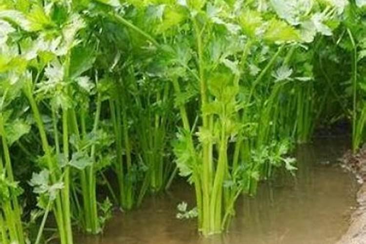 空心菜喜欢什么肥料