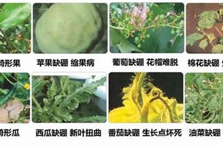 蔬菜缺硼会出现哪些症状？