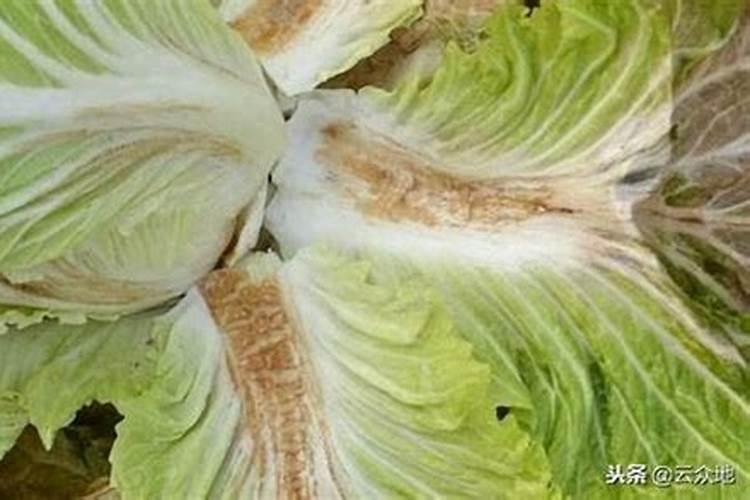 蔬菜作物缺硼有哪些症状？怎样防治？