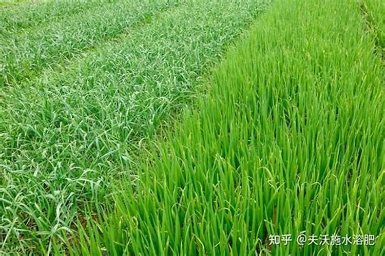 可以用喷得利冲施肥桶可以盛水？