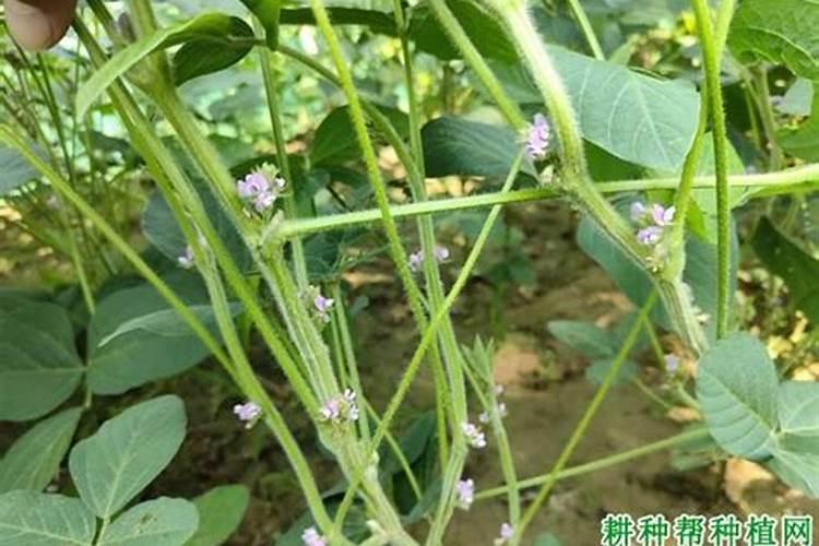 冲施肥原粉产品优势