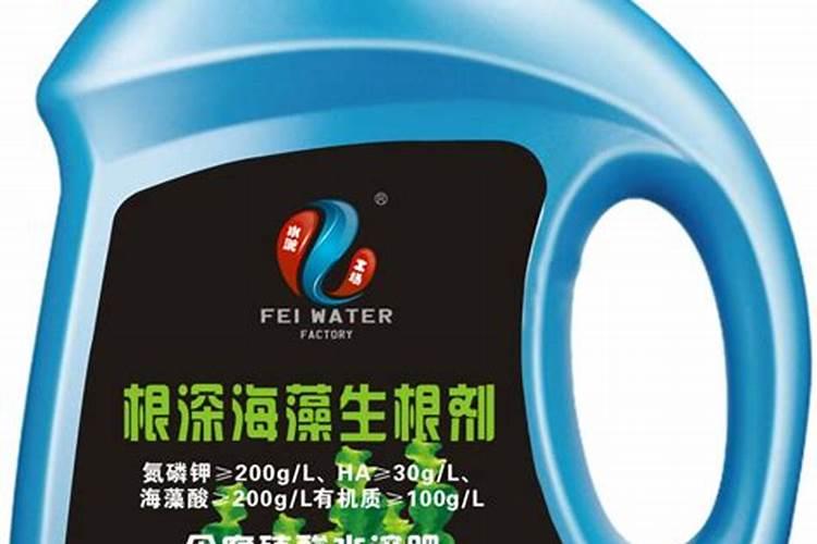 茶叶的芽头是什么？