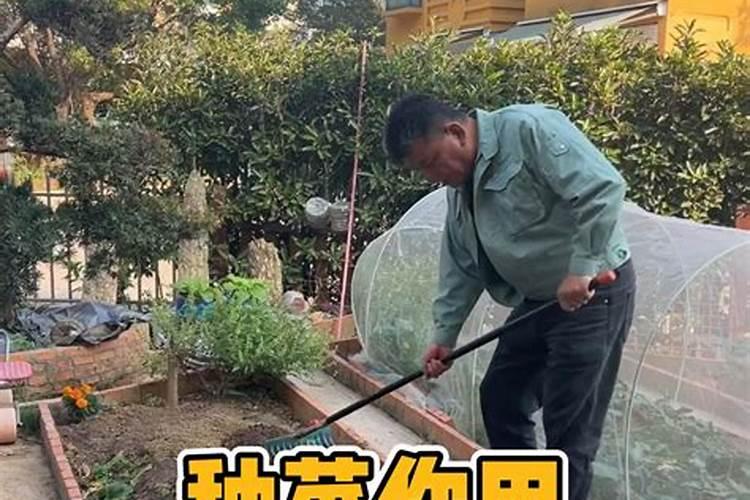 种菜用尿素还是复合肥