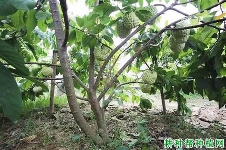 请问荔枝、追苗肥上什么最好？