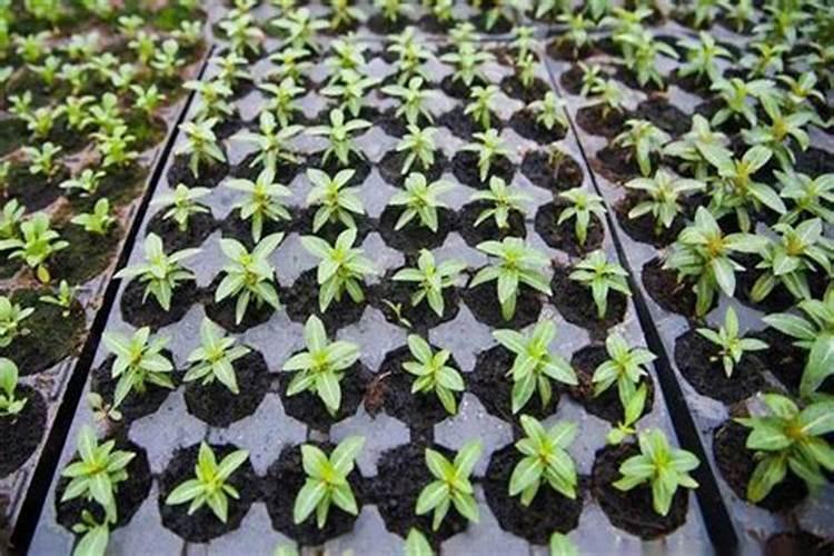 蔬菜发芽如何施肥