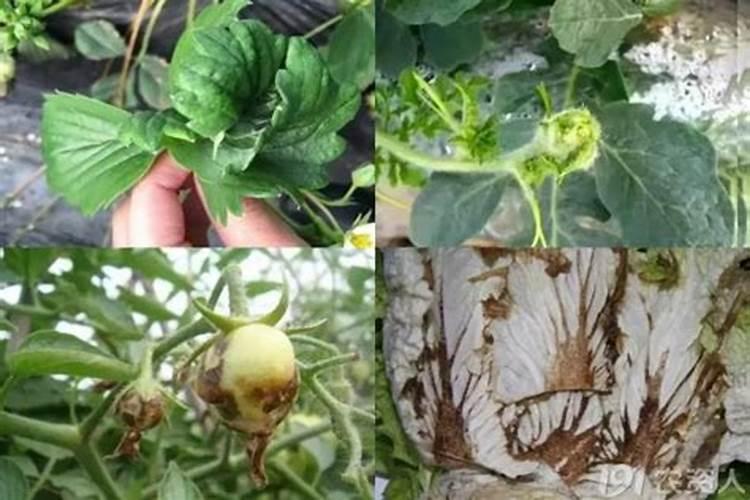 小麦缺硼的症状都有哪些？怎样才能快速缓解？