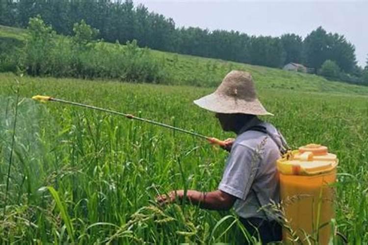 刚出土的酸枣苗能打叶面肥吗