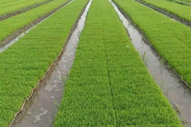 水稻秧苗什么时候施首次肥比较好？