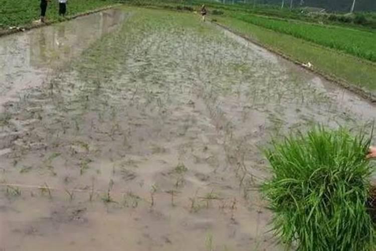 怎样消除残留在土壤里面的除草剂