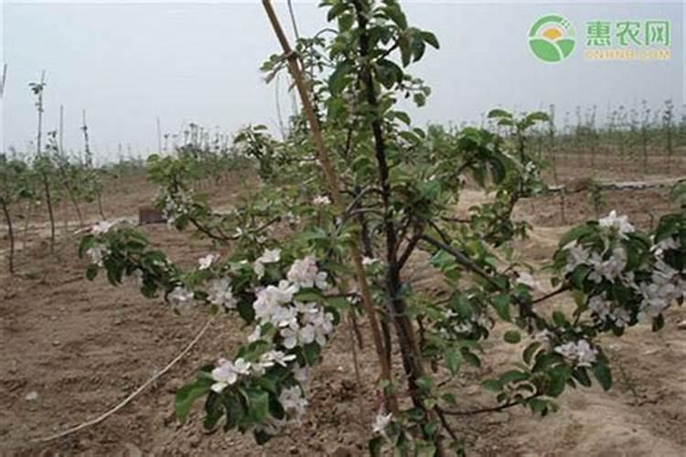 家庭种菜养花,少不了哪些自己就能做的天然有机肥料？