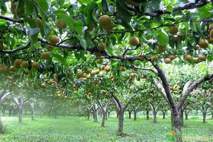 种菜用什么有机肥料最好