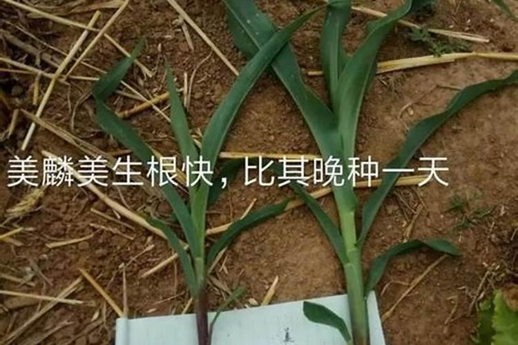 几月份可以种菜了,种菜用什么有机肥料好