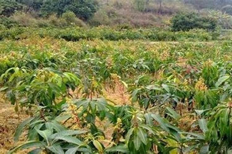 高产芒果需要掌握什么种植技巧 芒果施肥方法介绍