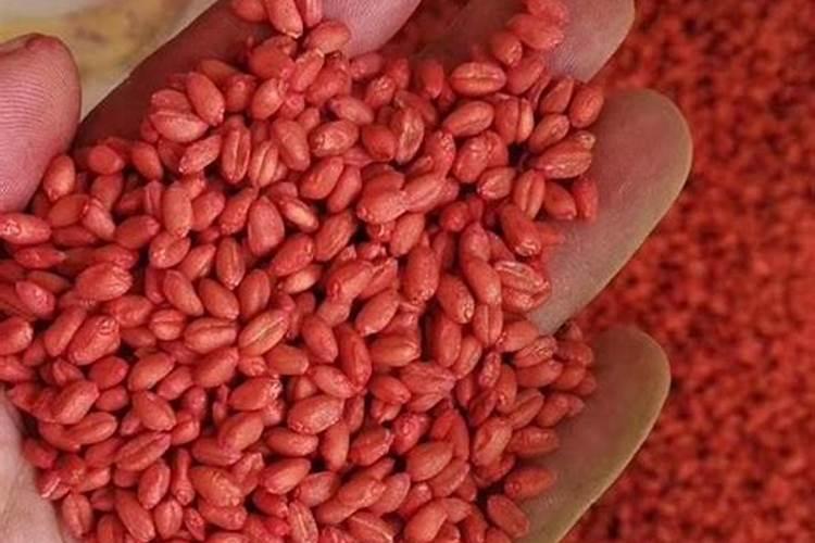 种菜用什么有机肥料最好