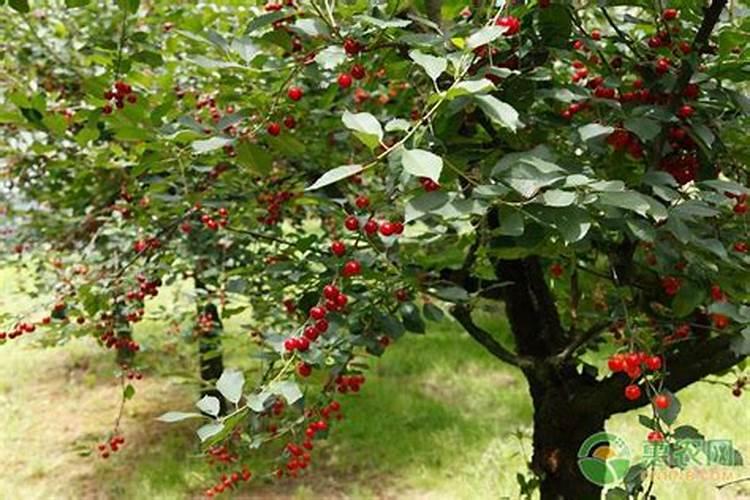 种菜用什么有机肥料最好