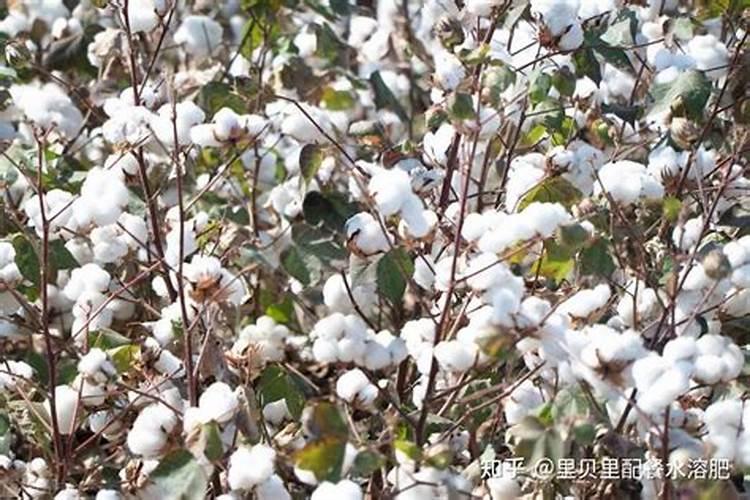 种菜用什么有机肥料最好