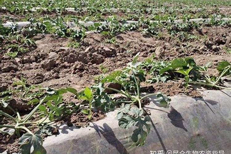 西红柿具体要什么时候冲施高钾水溶肥才合适？