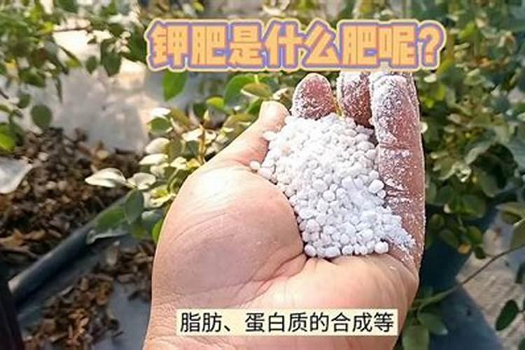磷肥和钾肥可以用家中的哪些来替代