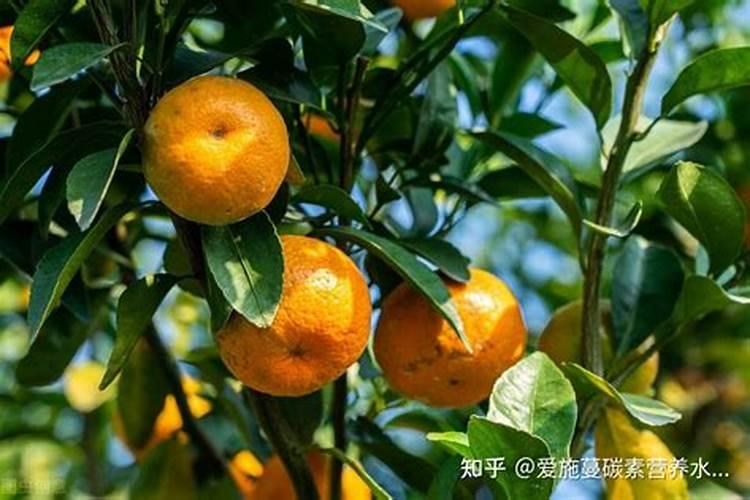 锌肥如何喷施