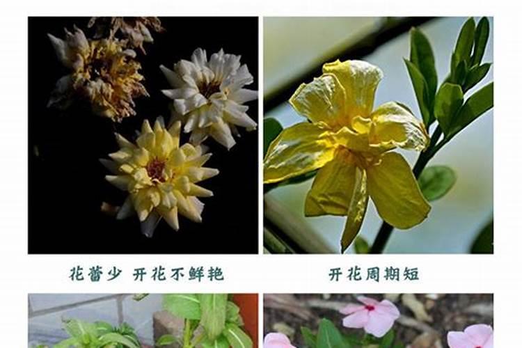 鱼蛋白叶面肥的五个最佳选择