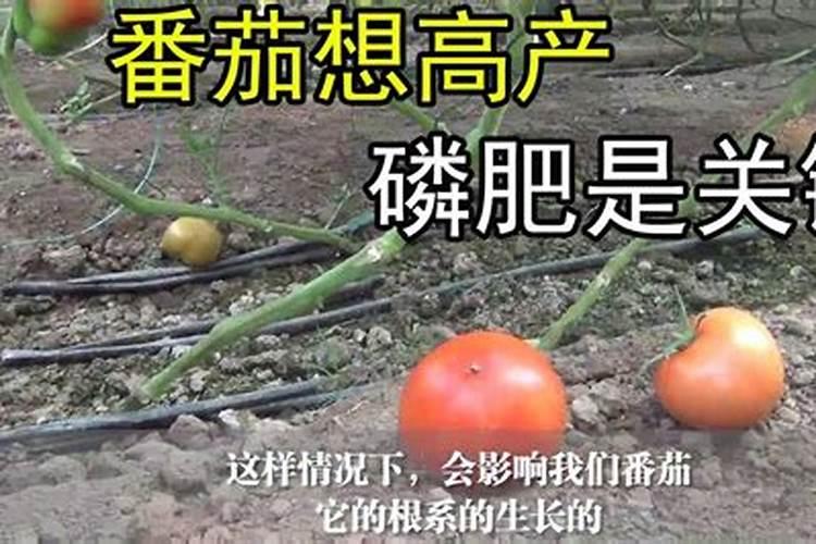 番茄(西红柿)应该施什么肥？