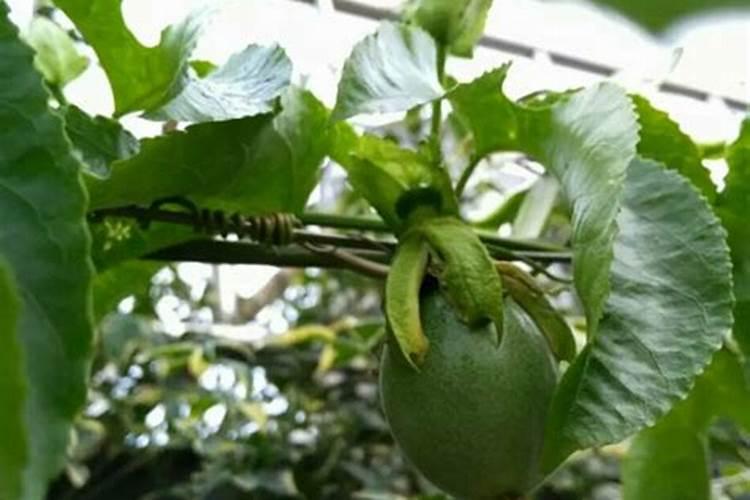 碳酸氢铵能否随水冲施(碳铵可以浇水时冲施使用吗)