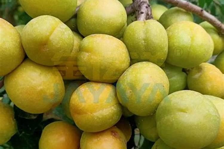 李子有点小用什么化肥好(李子树施上什么肥料很甜)