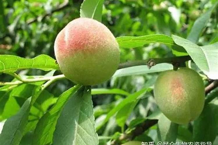 桃树打什么叶面肥上色好