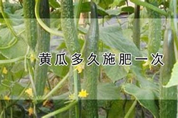 黄瓜苗多大可以施肥