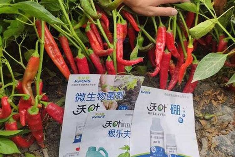 花叶喷什么又绿又亮
